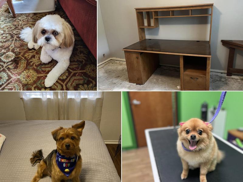 Autumn’s Pampered Paws