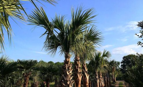 Coastal Landscapes and Nursery 1485 Princess Anne Rd, Virginia Beach Virginia 23456