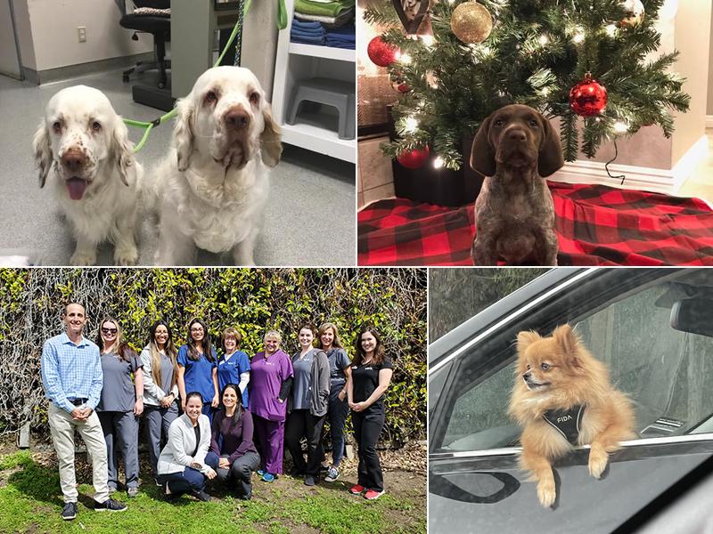 VCA Olympiad Animal Hospital