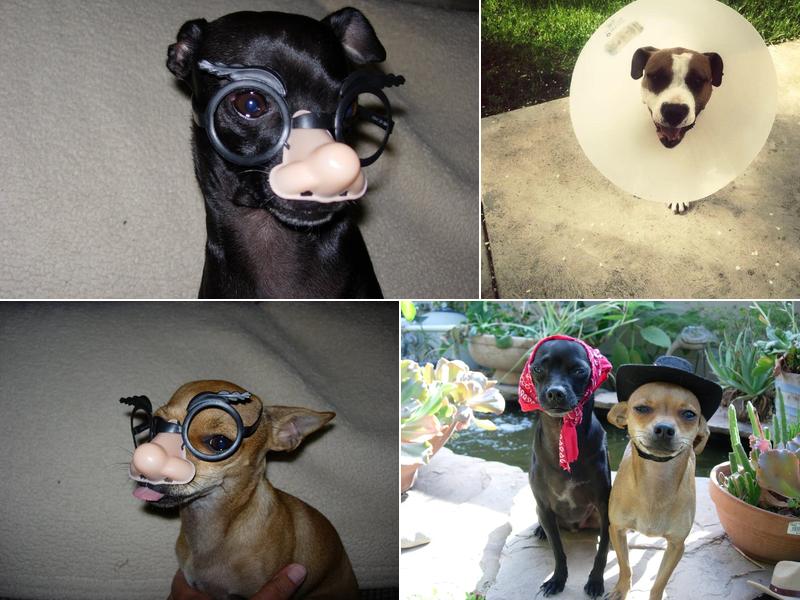 Ambrose Veterinary Hospital: Abrose Frank J DVM