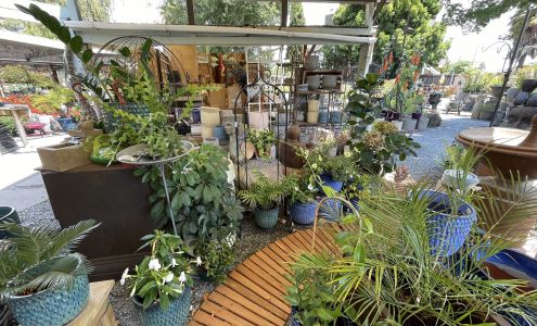 E D Wilson Roses at DEW Garden