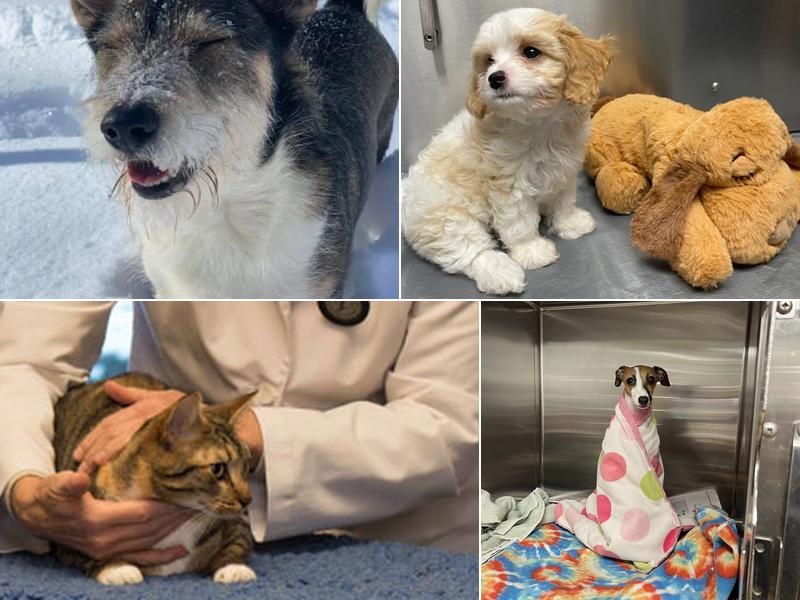 Falmouth Veterinary Hospital: Wack Oonagh DVM