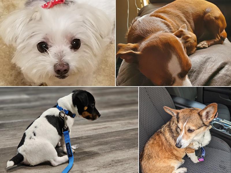 Planned Pethood Wesley Chapel