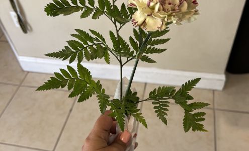 My Family Dental 1617 Catalina Blvd, Deltona Florida 32725