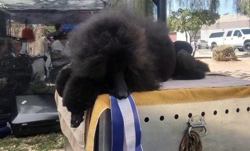 Premiere Paws Pet Salon 1596 Susan A Williams Way Suite C, Chino Valley Arizona 86323