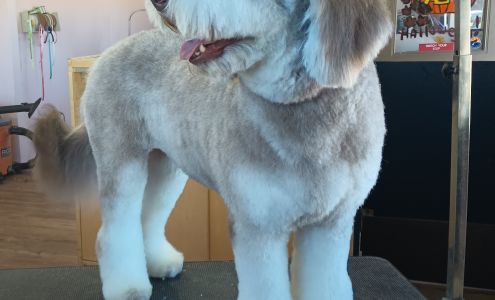 All Heart Grooming 317 W Butterfield Rd, Chino Valley Arizona 86323