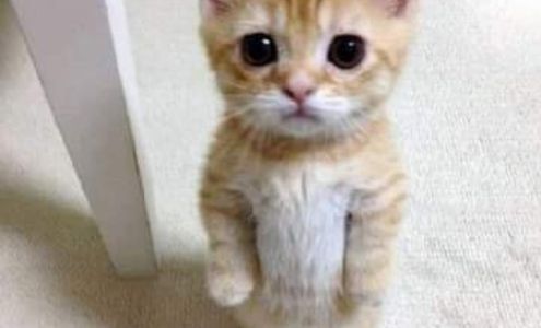 Dr. Todd A. Thigpen, DDS