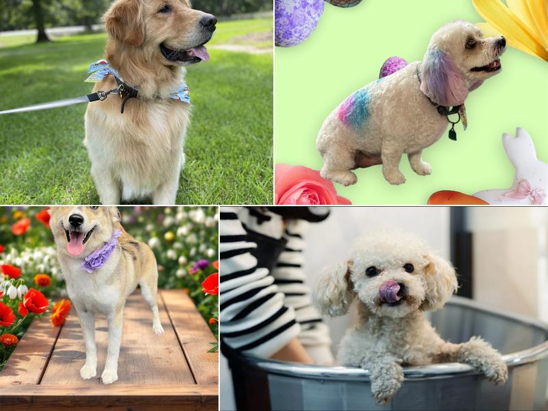 Pet Works Dog Grooming