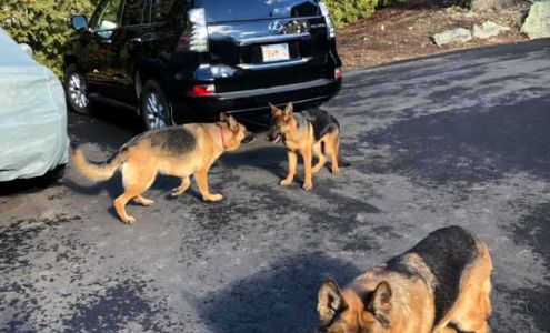 Julie E. Haller, DVM North Andover