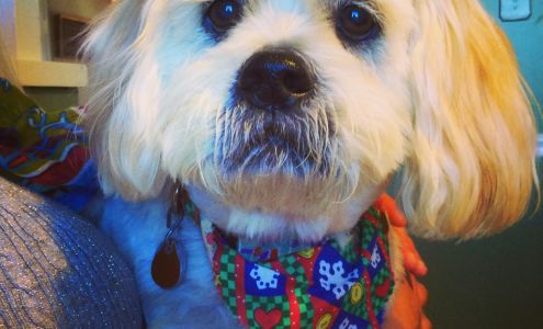 Bubbles N' Bows Pet Salon 841 US-82, Greenville Mississippi 38701