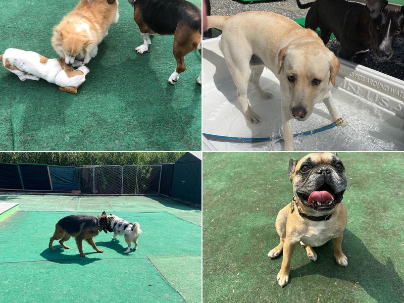 Seacoast Lucky Dog Daycare