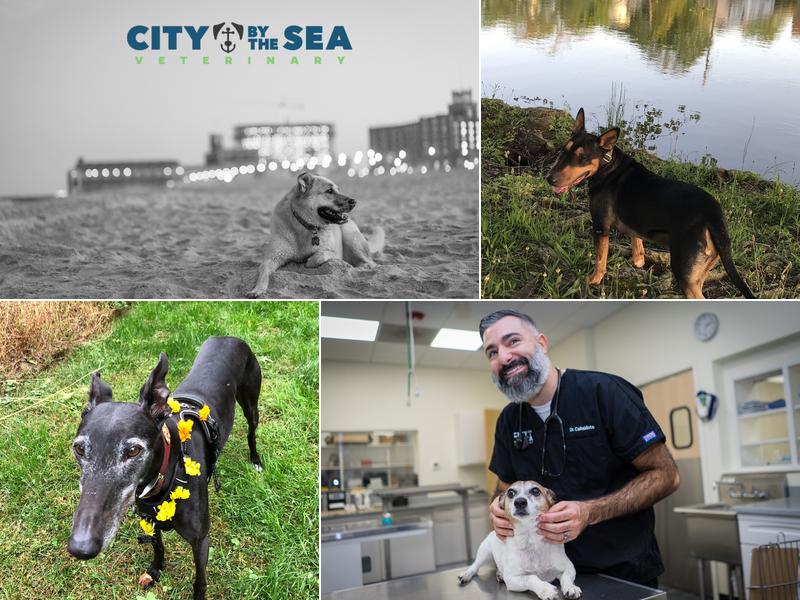 City By The Sea Veterinary