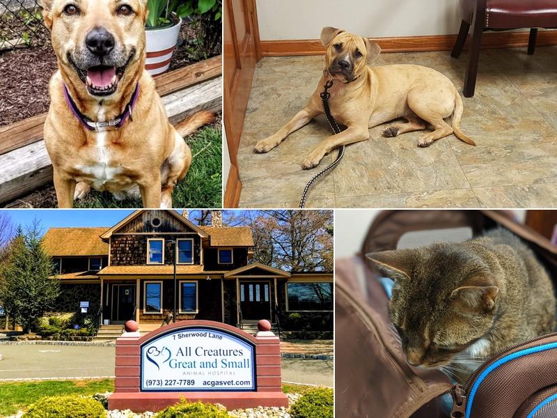 All Creatures Great and Small Animal Hospital