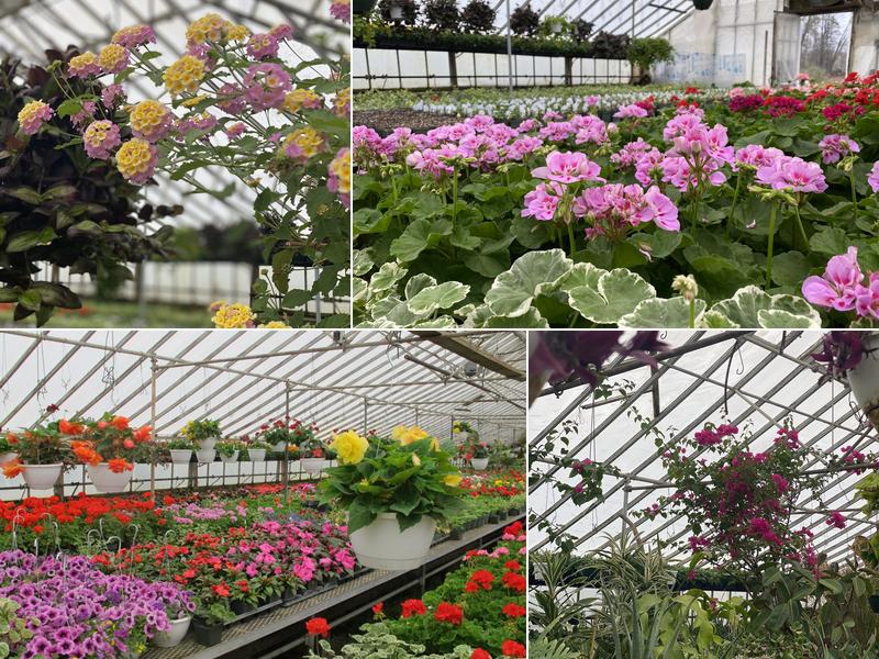 Petersen's Patterson Greenhouses