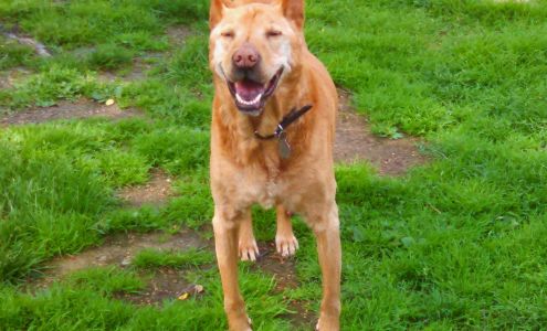 Sanctuary for Senior Dogs