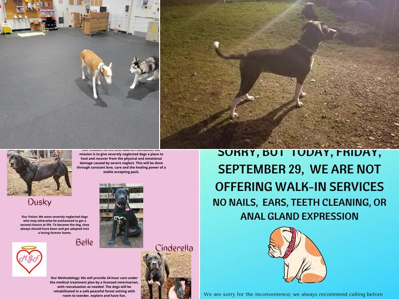 Home Away From Home Pet Spa