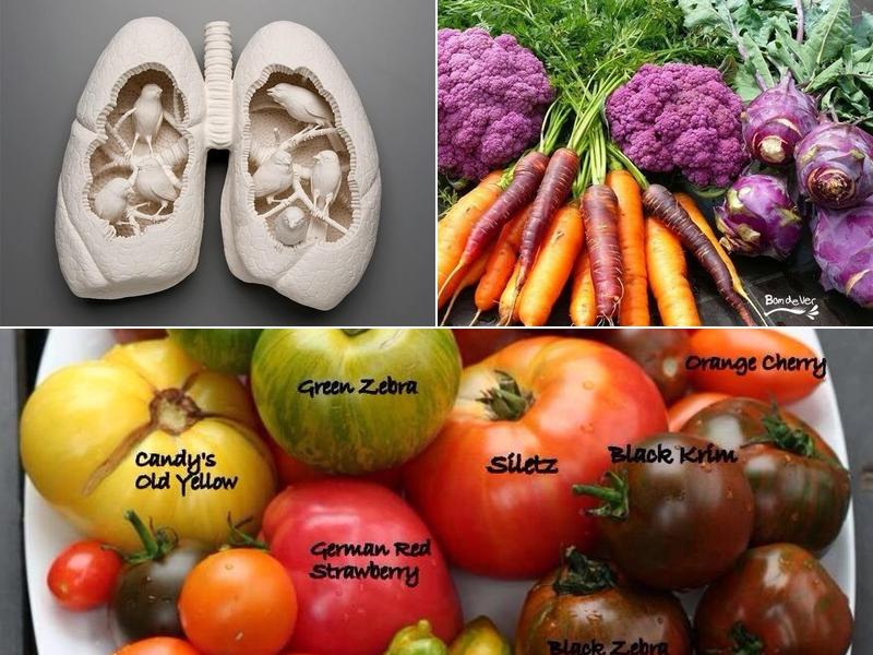 Morris Theodore M DDS