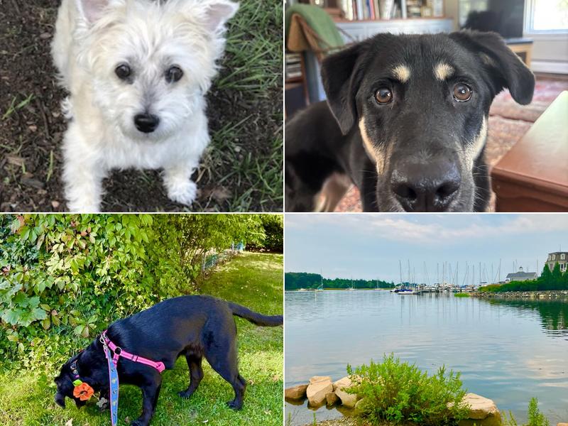 Furry Fellas Dog Walking & Pet Sitting Service