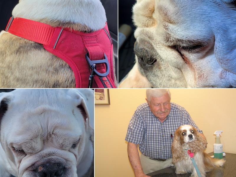 Veterinary Consultants Inc