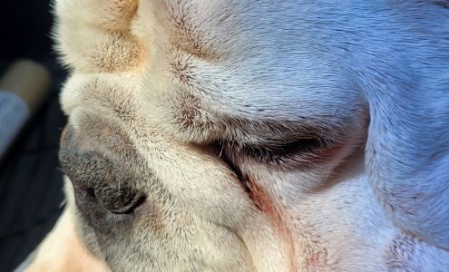 Veterinary Consultants Inc