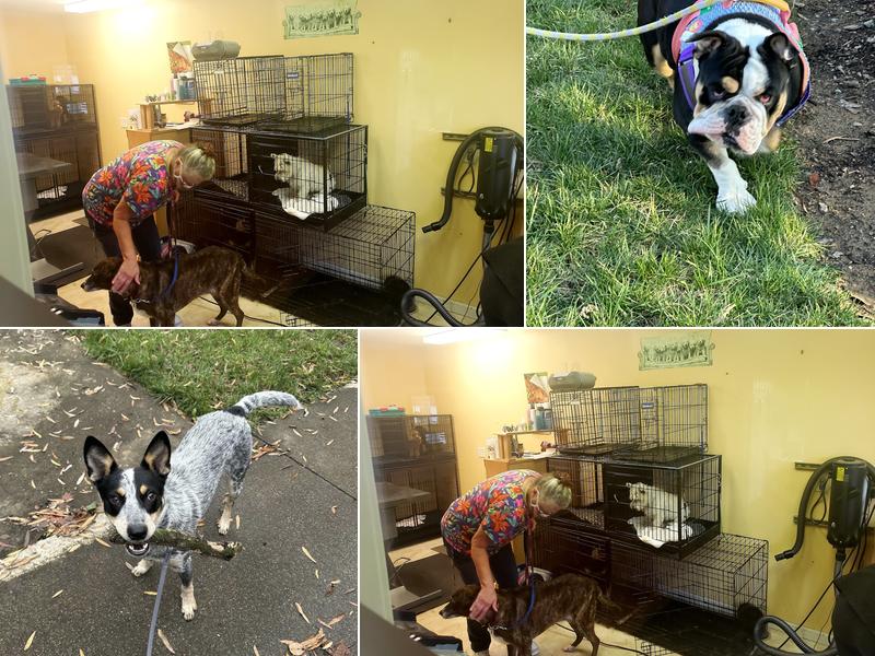 Bed & Biscuit Kennel