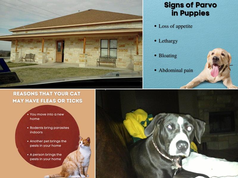 Lampasas Veterinary Clinic: White Rocky DVM