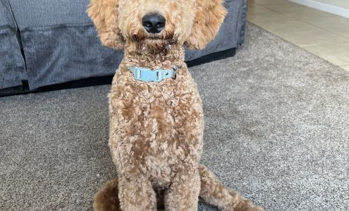 Messy Mutts 30 Broadview Rd, Ellensburg Washington 98926