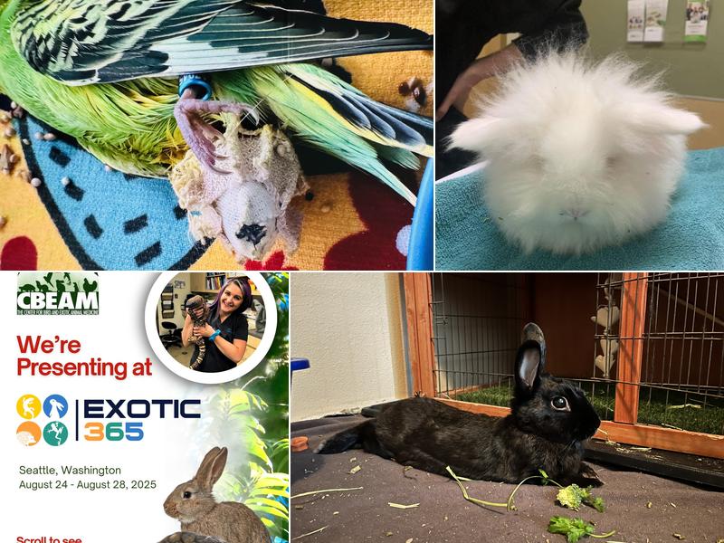 Center for Bird and Exotic Animal Medicine