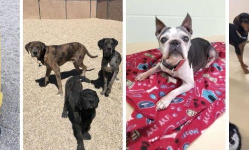 TailWaggers Doggy Daycare Neenah