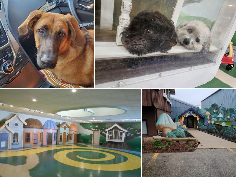 Lollipups Pet Resort
