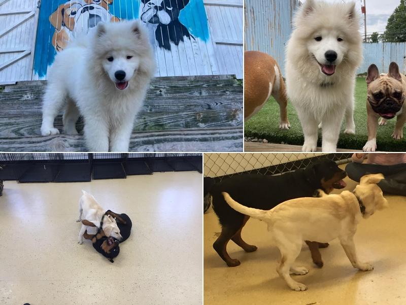 Canine Creature Comforts