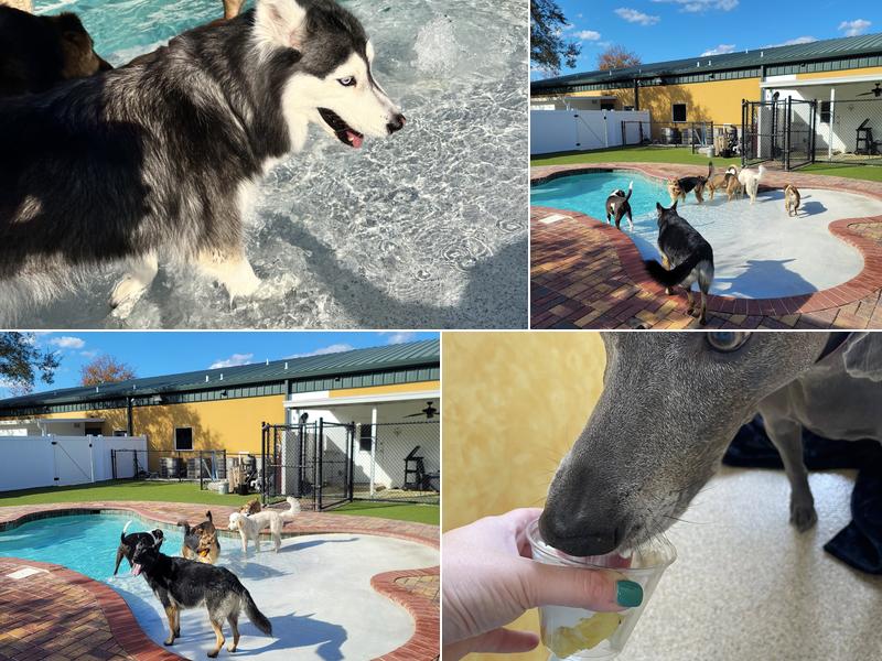 New Tampa Pet Resort
