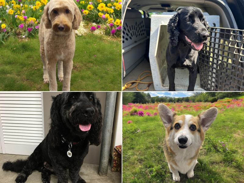 Linda's Dog Grooming