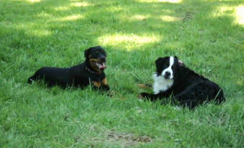 All Ways Dog Training LLC