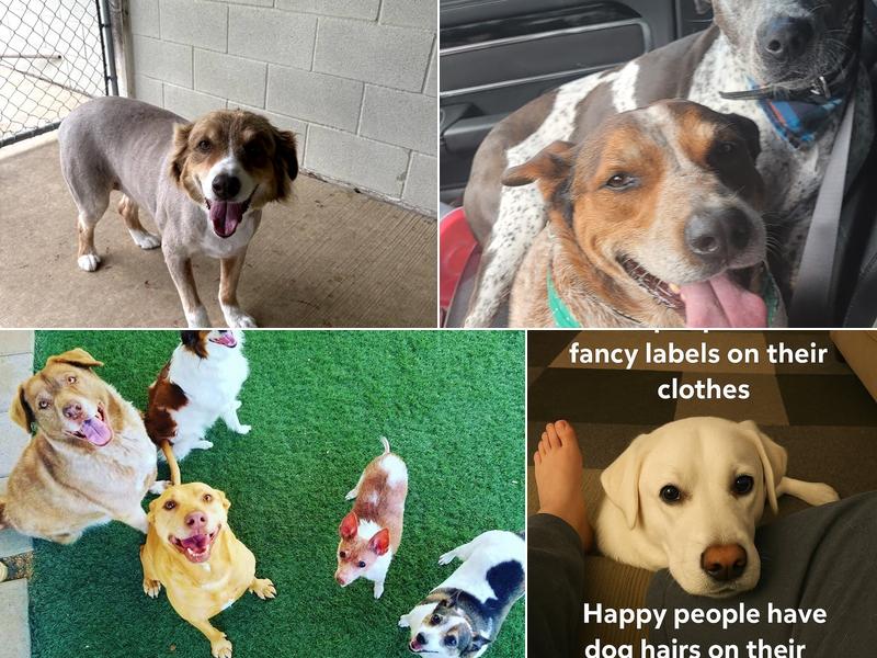 4 Paws Bed & Biscuit