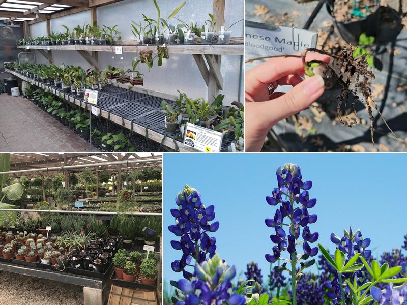 Backbone Valley Nursery