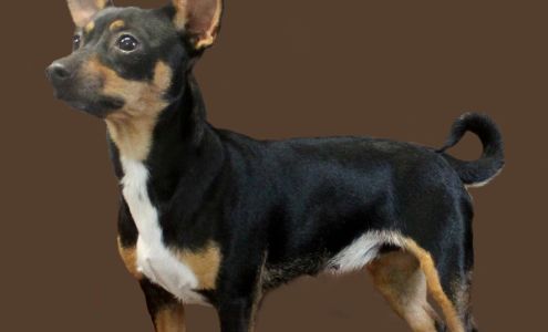 Humane Society-Citrus County