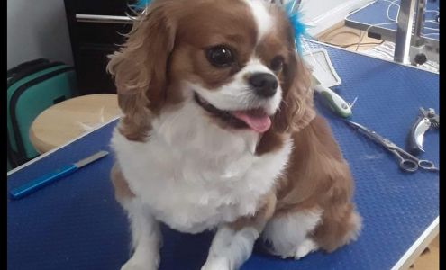 Coastal Groomadog Academy