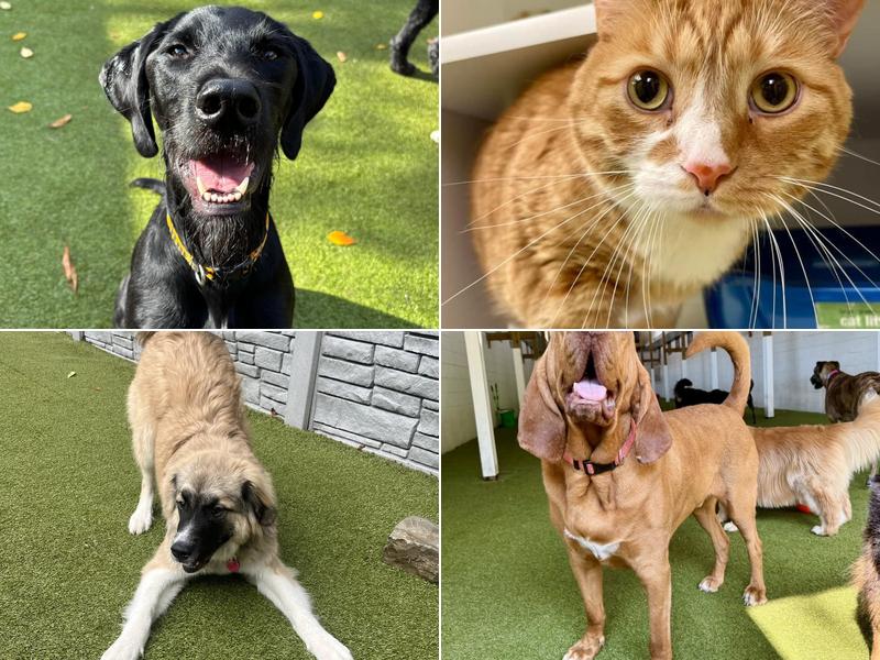 Pittsburgh Paws Pet Resort