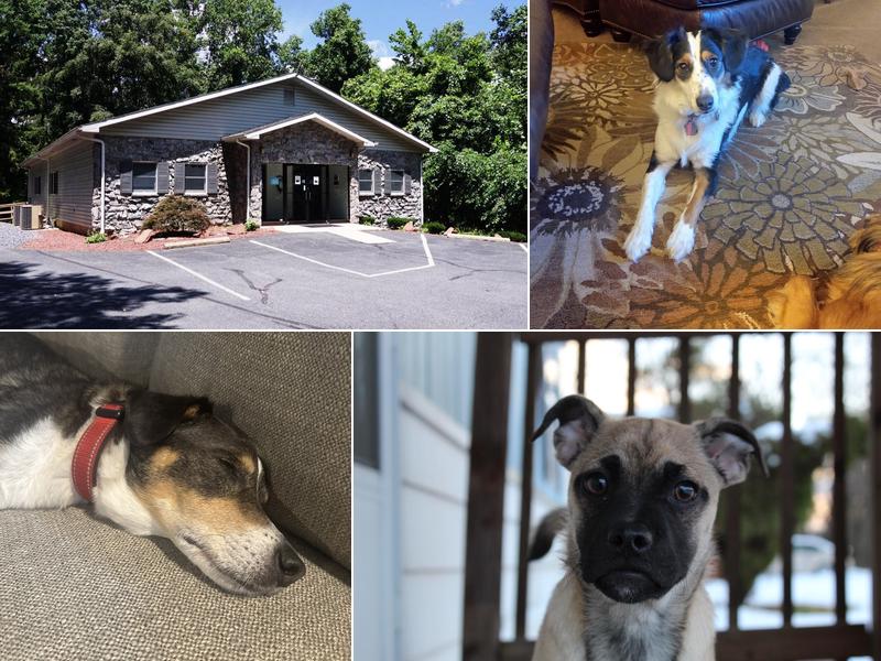 Valley Green Veterinary Hospital