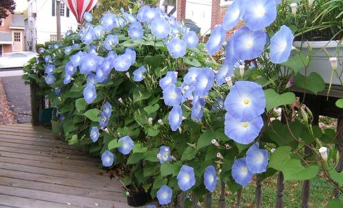 Roy Hollinger, Associate Broker at Re/Max Regency Realty