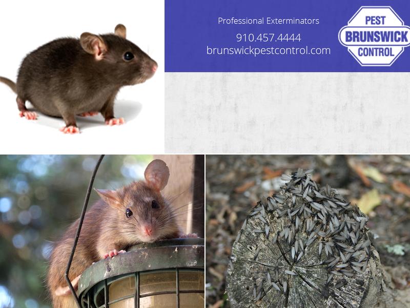 Brunswick Pest Control