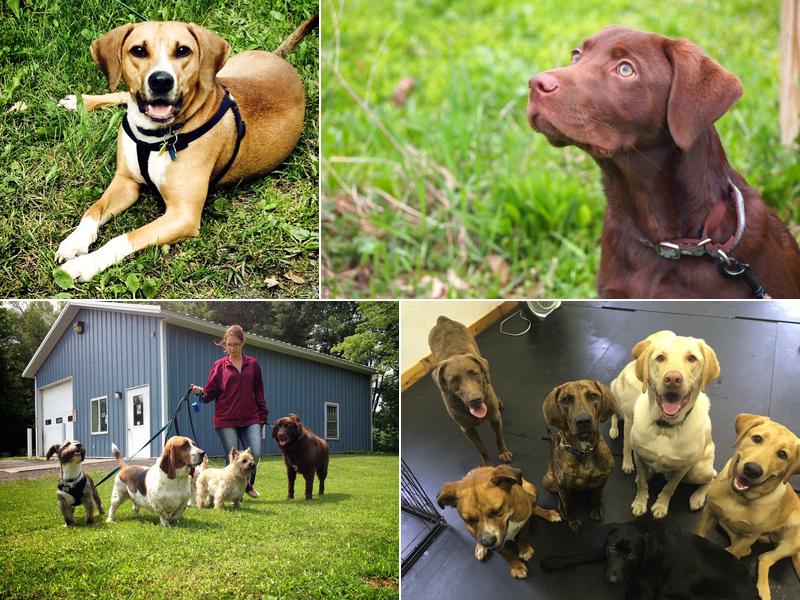 Paws Please Dog Training