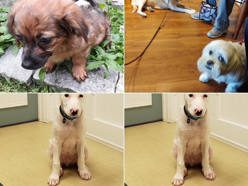 Pets Aloud Veterinary Services