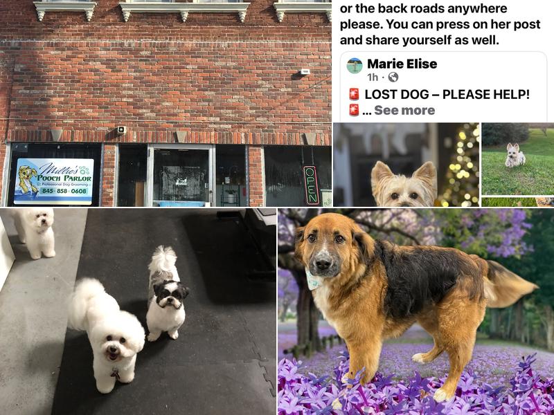 Millie's Pooch Parlor