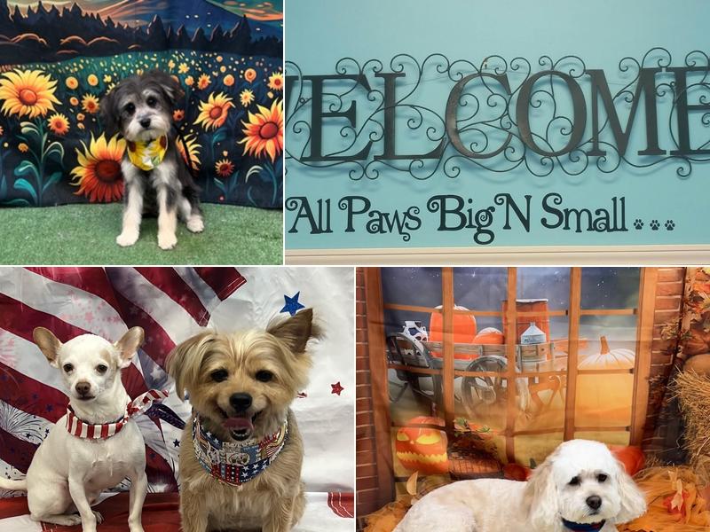 Sassy N Classy Paws LLC