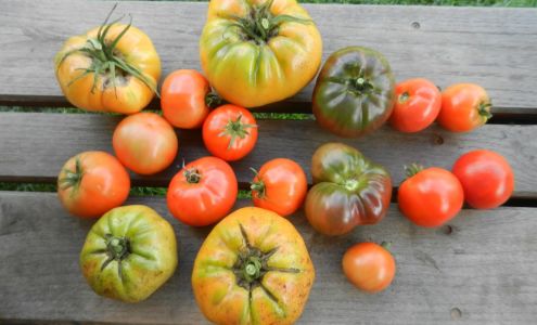 Allegheny Mountain Institute