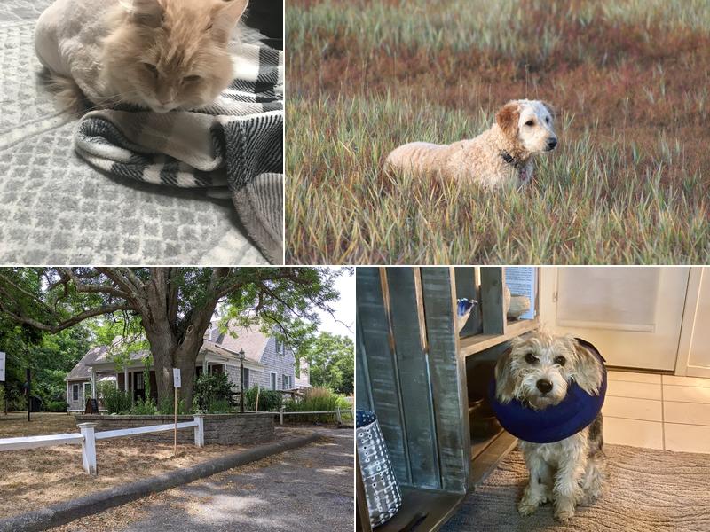 Lower Cape Veterinary Services - Eastham