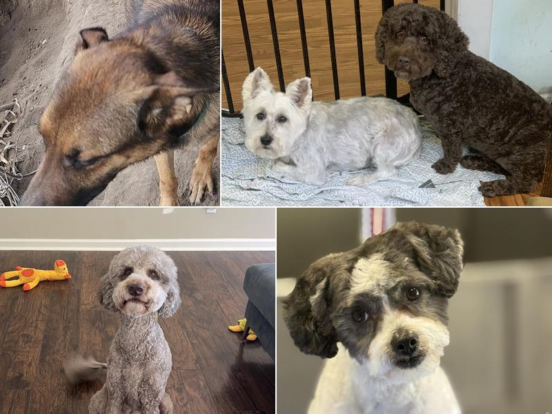 H2T Grooming Lodging & Exotics