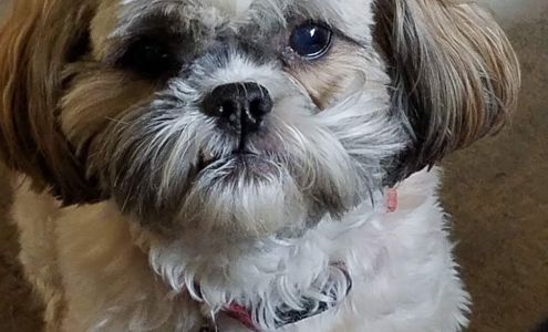 Lucky Dog Grooming 1 Cove St, Kimberling City Missouri 65686